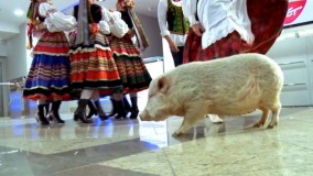 My słowianie - odpowiedź radiowców